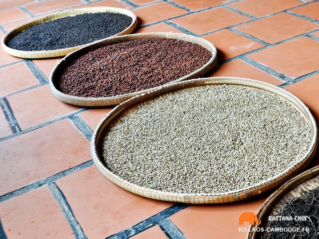 Poivres de Kampot poivre-kampot