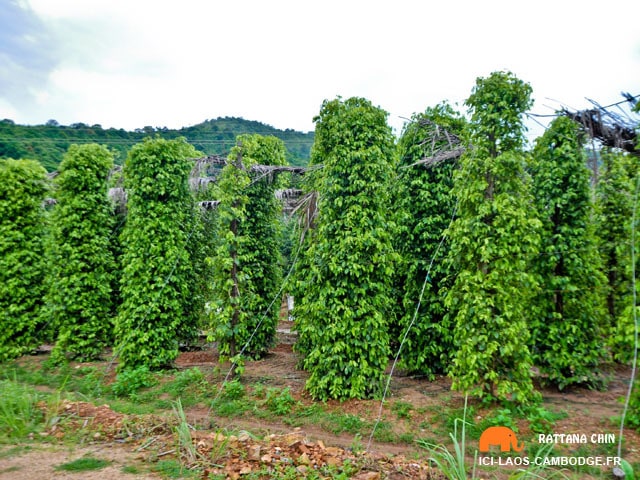 Poivriers ferme Sothy poivrier-kep