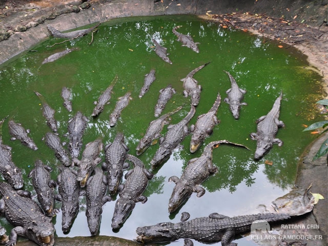 Crocodiles au Lao Zoo