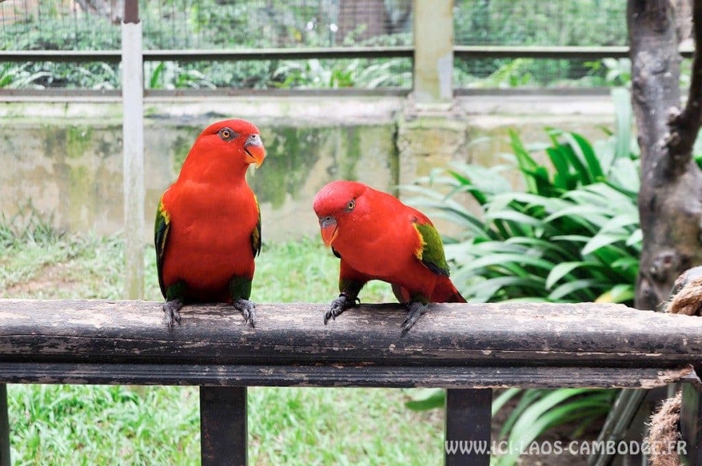 Visiter Kuala Lumpur - Bird Park à Kuala Lumpur