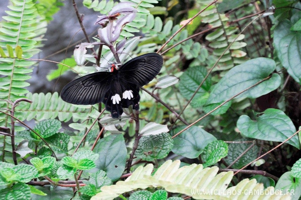 Visiter Kuala Lumpur - Butterfly Park à Kuala Lumpur