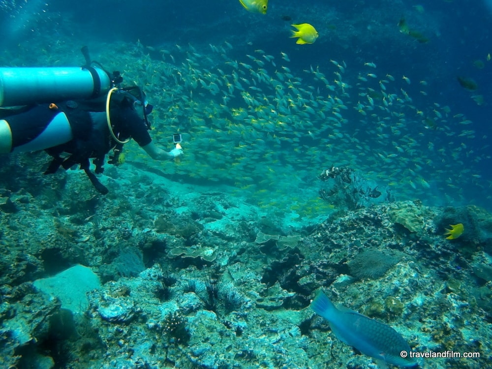 Plonger à Koh Phi Phi