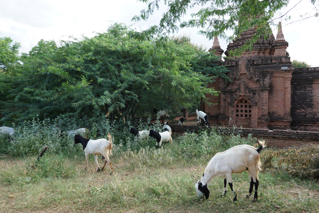 Chèvres à Bagan