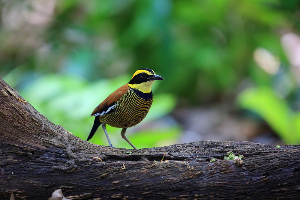 Oiseau au parc Bali Barat