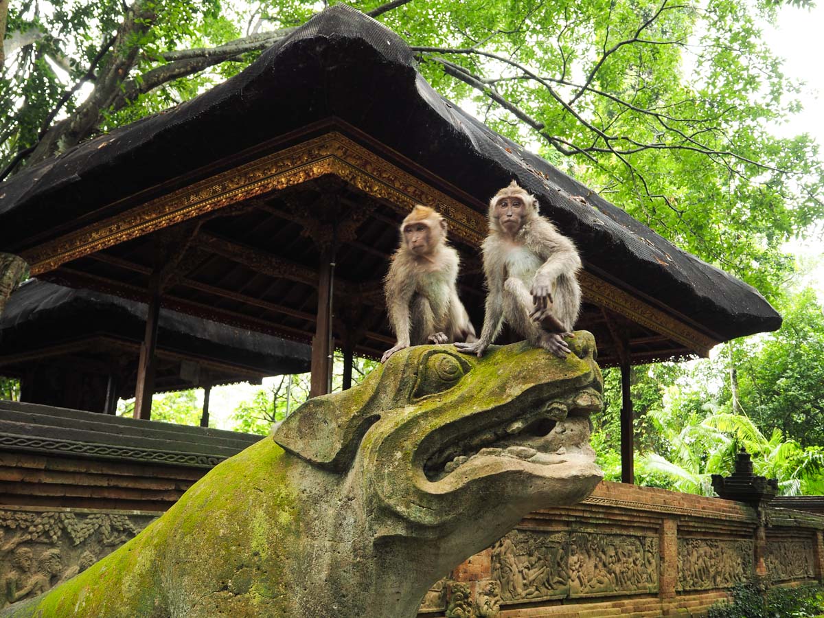 Que faire à Ubud ? : Aller au Monkey Forest