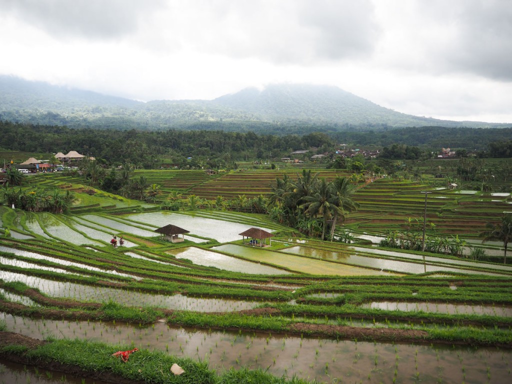 Que faire à Ubud ? : Voir les rizières de Jatiluwih