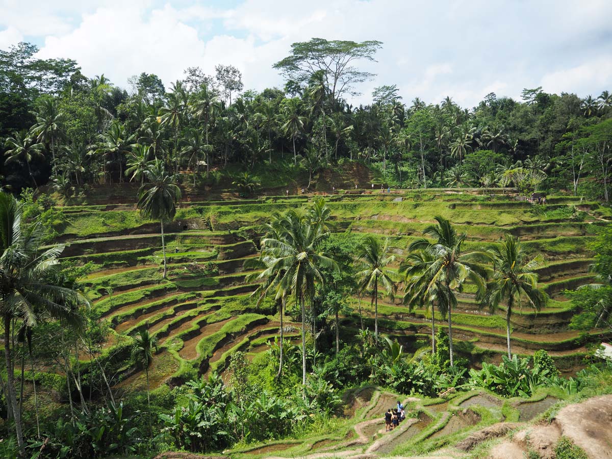 Que faire à Ubud ? : Voir les rizières de Tegalalang