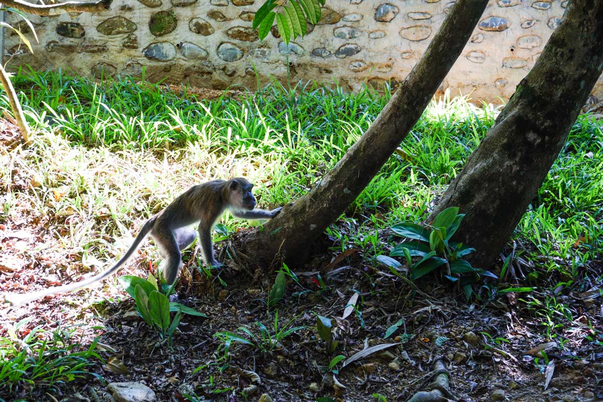 Petit singe à Bukit Lawang