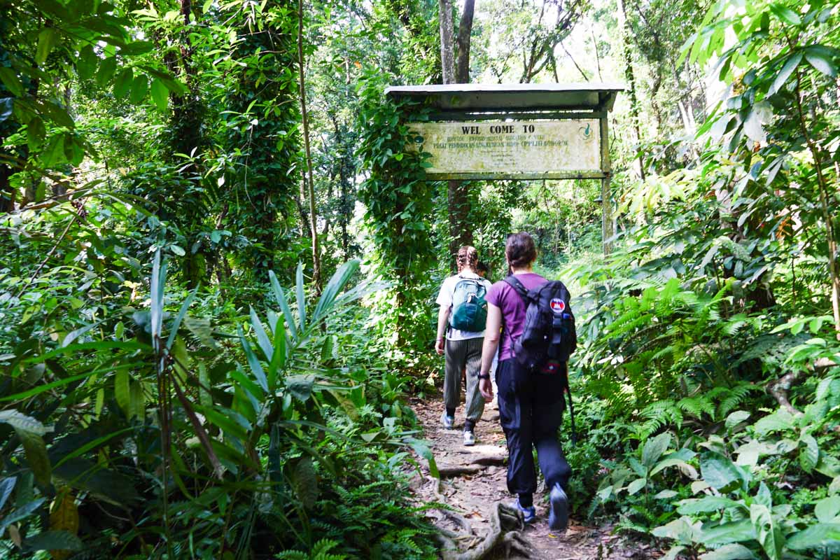 Aller voir les orangs outans