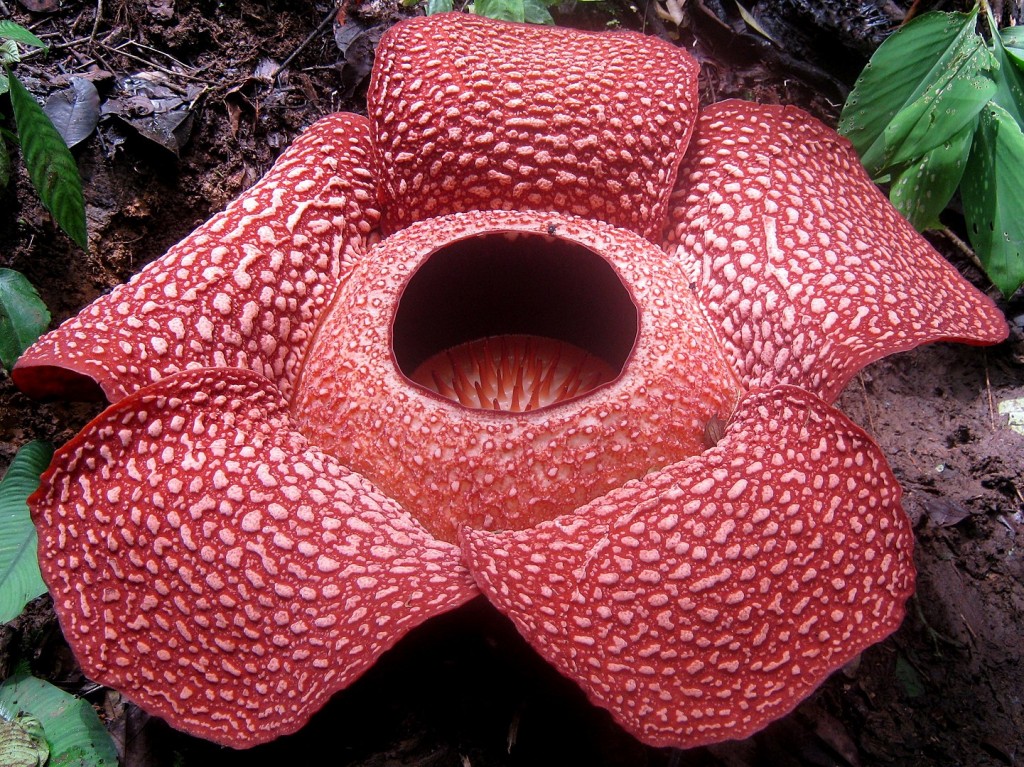 Fleur Rafflesia