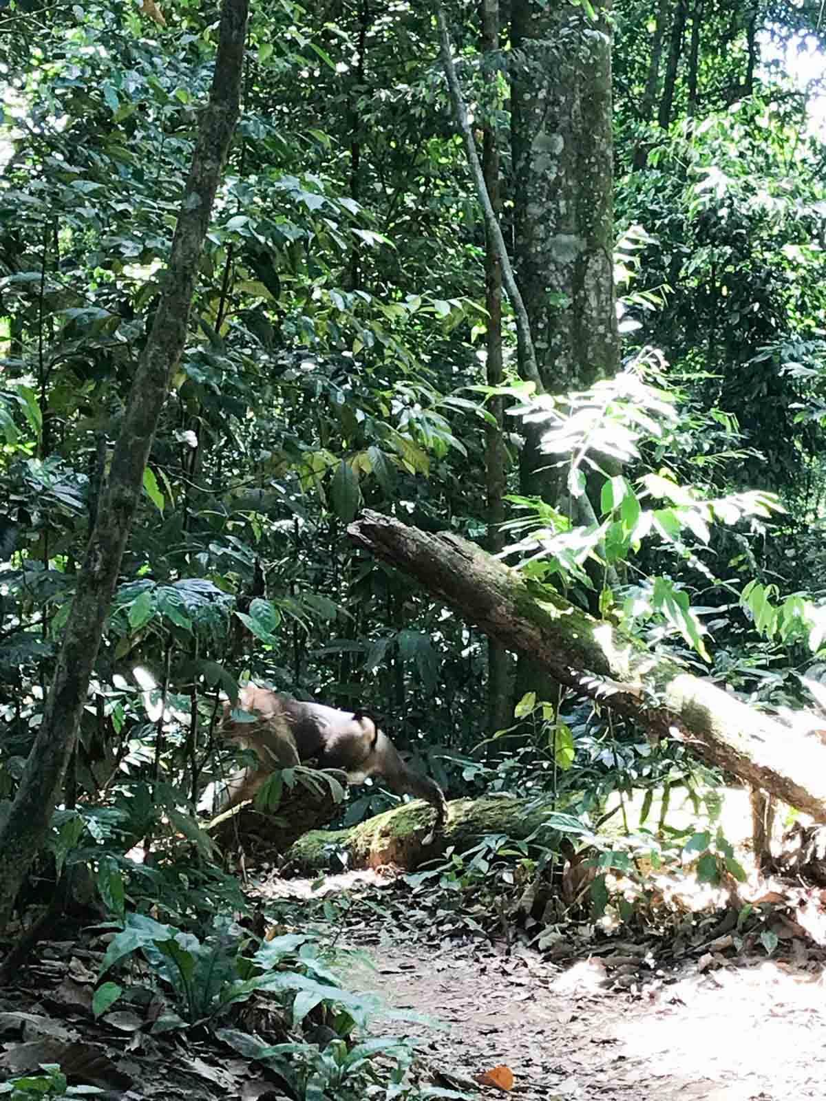 Macaque à queue de cochon à Gunung Leuser