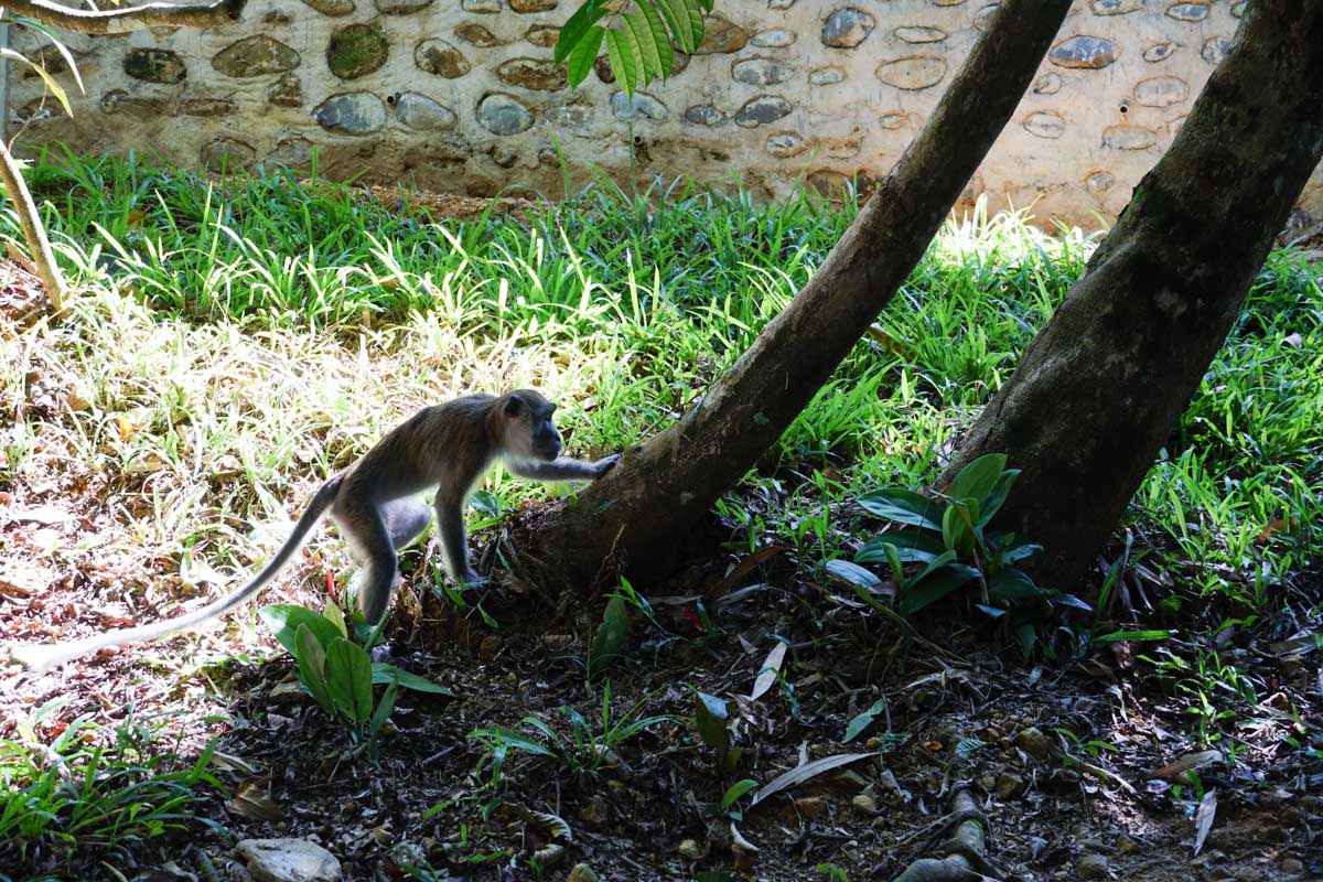 Macaque crabier à Gunung Leuser