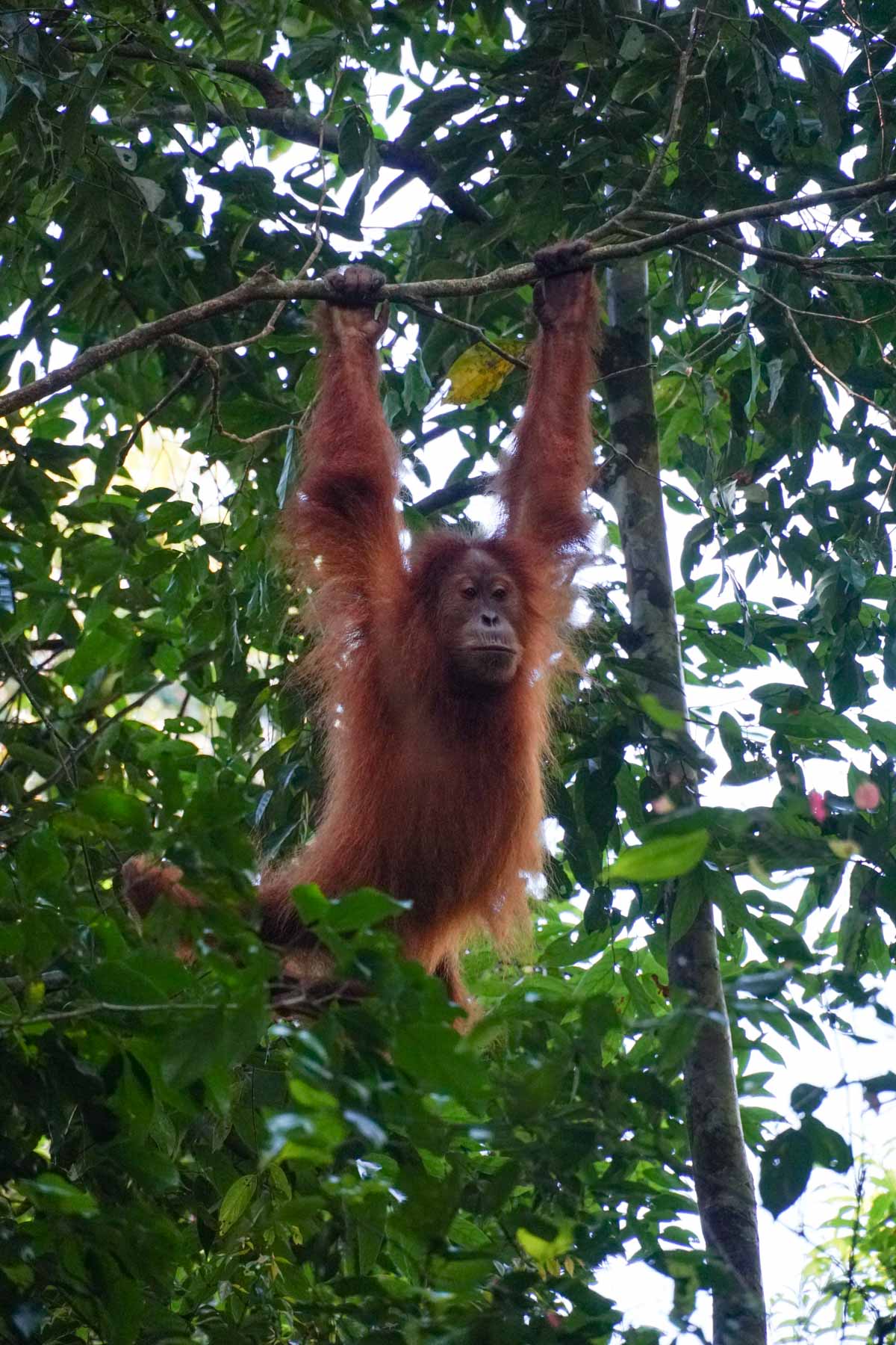 Orang outan à Gunung Leuser