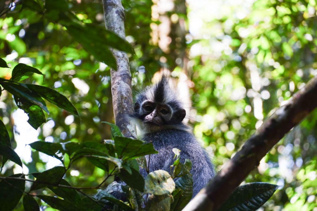 Semnopithèque de Thomas à Gunung Leuser