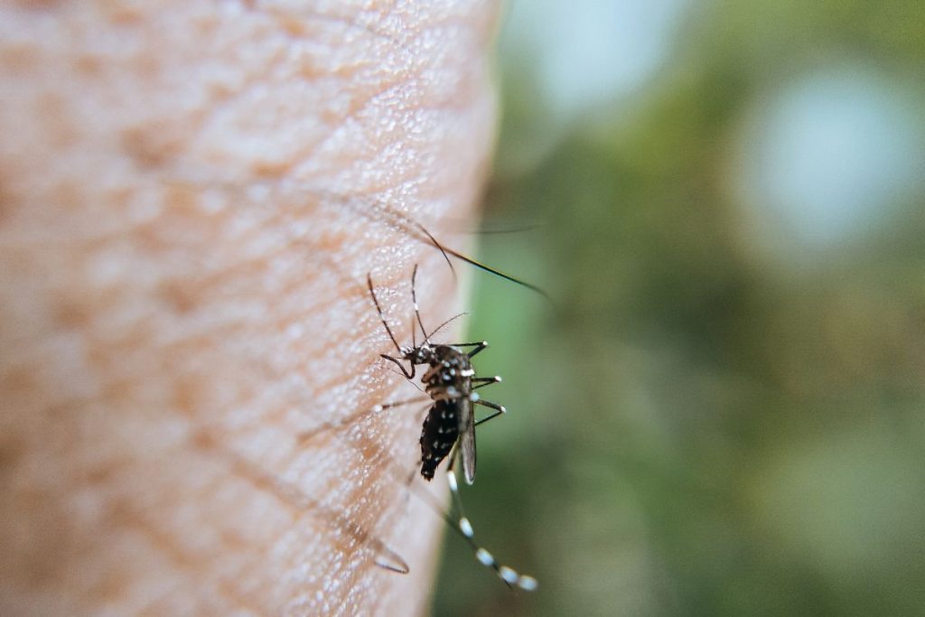 éviter les morsures en asie du sud est