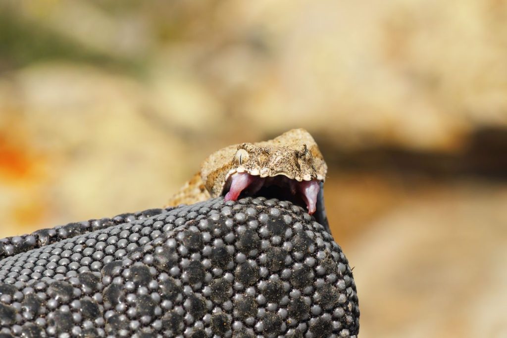 éviter les morsures en asie du sud est