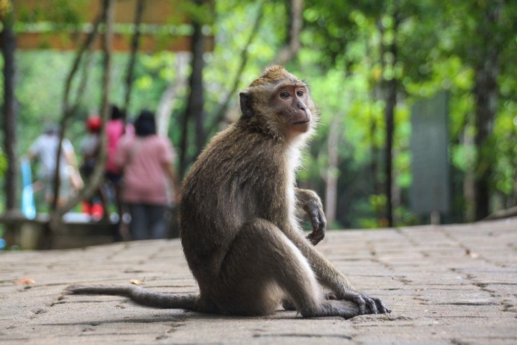 éviter les morsures en asie du sud est