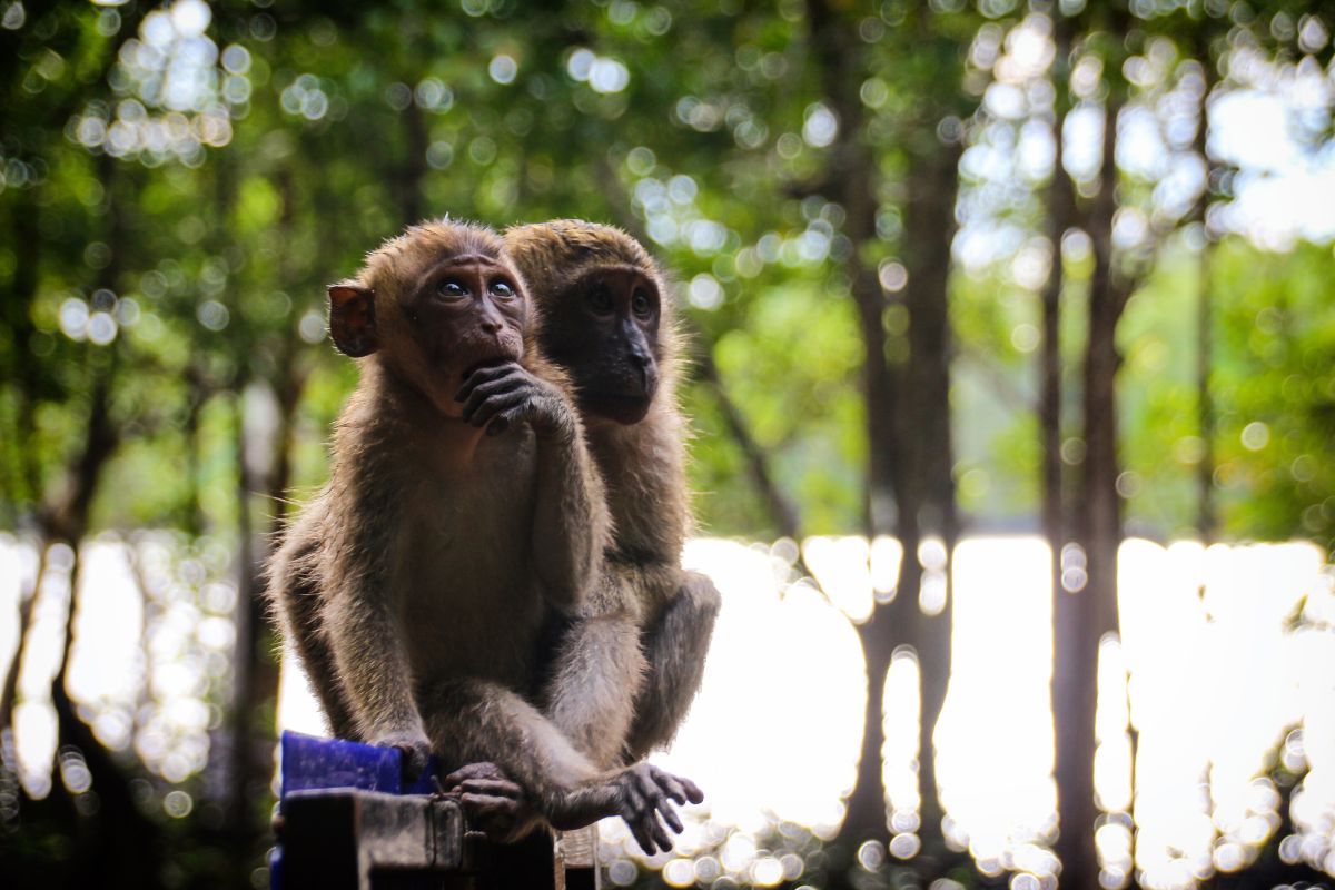 Eviter les morsures en Asie du Sud Est