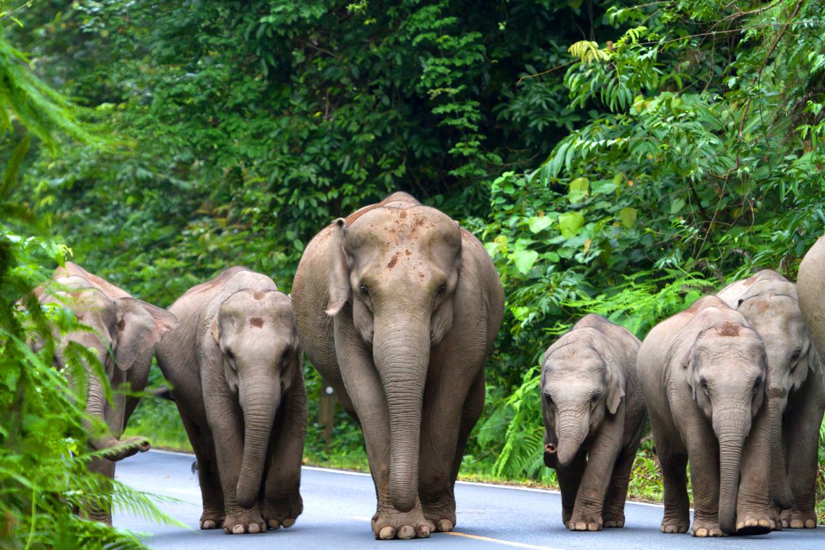 Sanctuaire des éléphants au Cambodge
