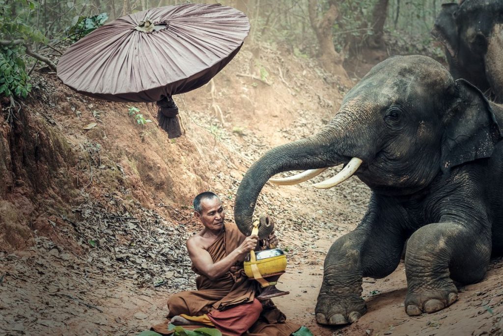 Sanctuaire des éléphants au Cambodge