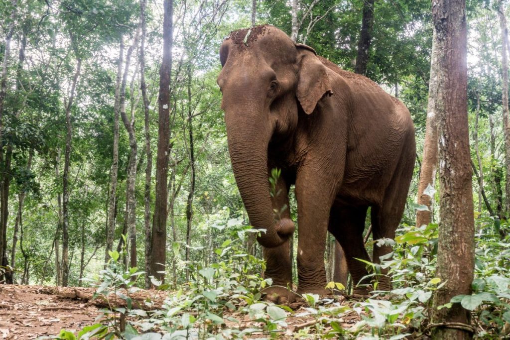Sanctuaire des éléphants au Cambodge