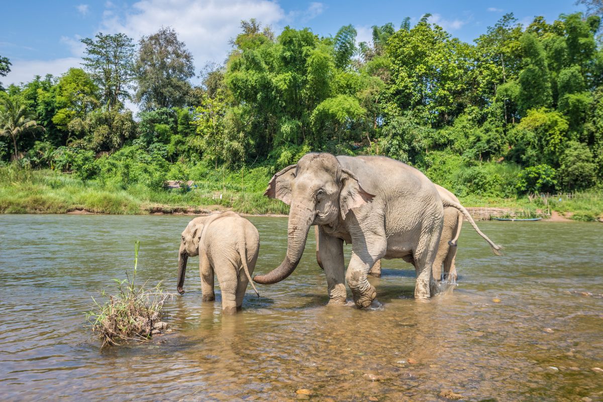 Village sanctuaire des éléphants de Luang Prabang