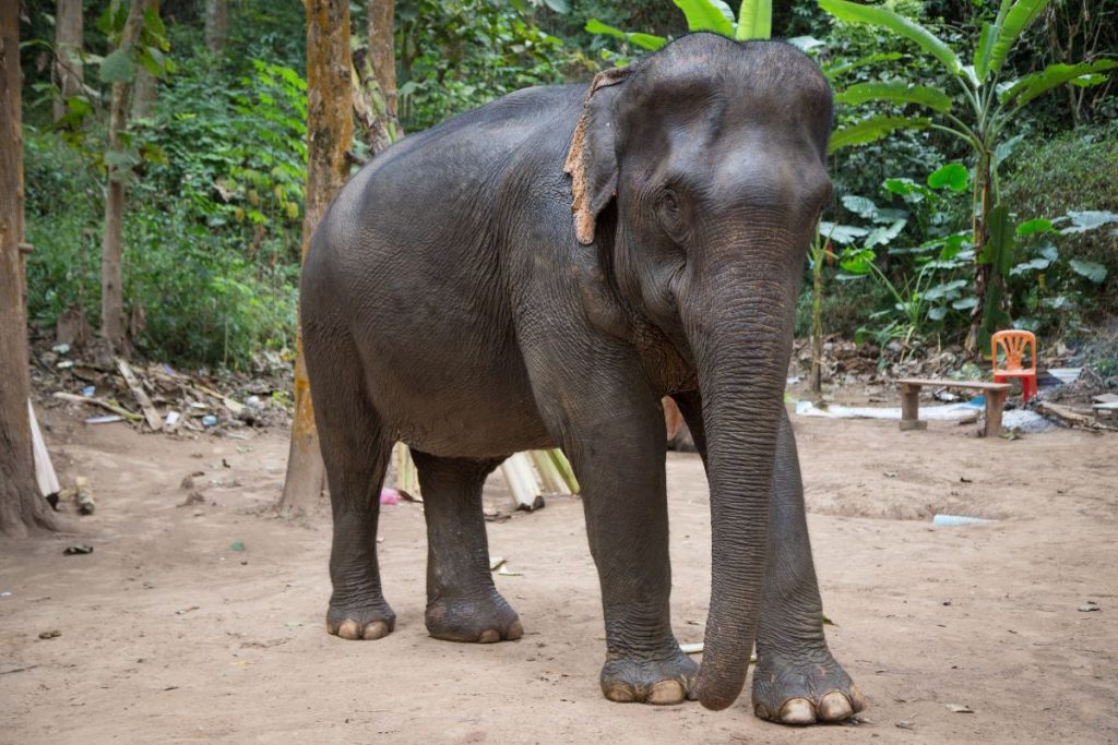 village sanctuaire des éléphants près de Luang Prabang
