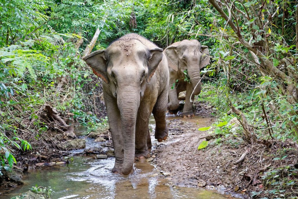 village sanctuaire des éléphants près de Luang Prabang