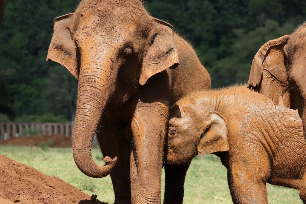 elephant nature park