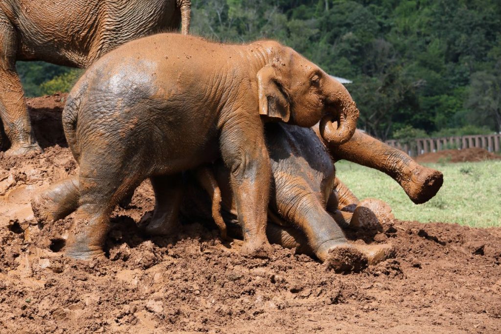 elephant nature park
