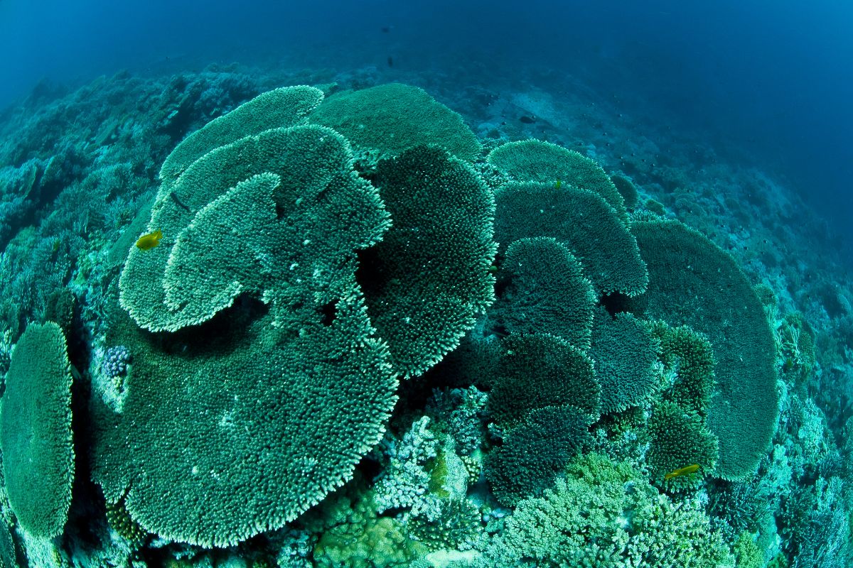 Voyage plongée Asie