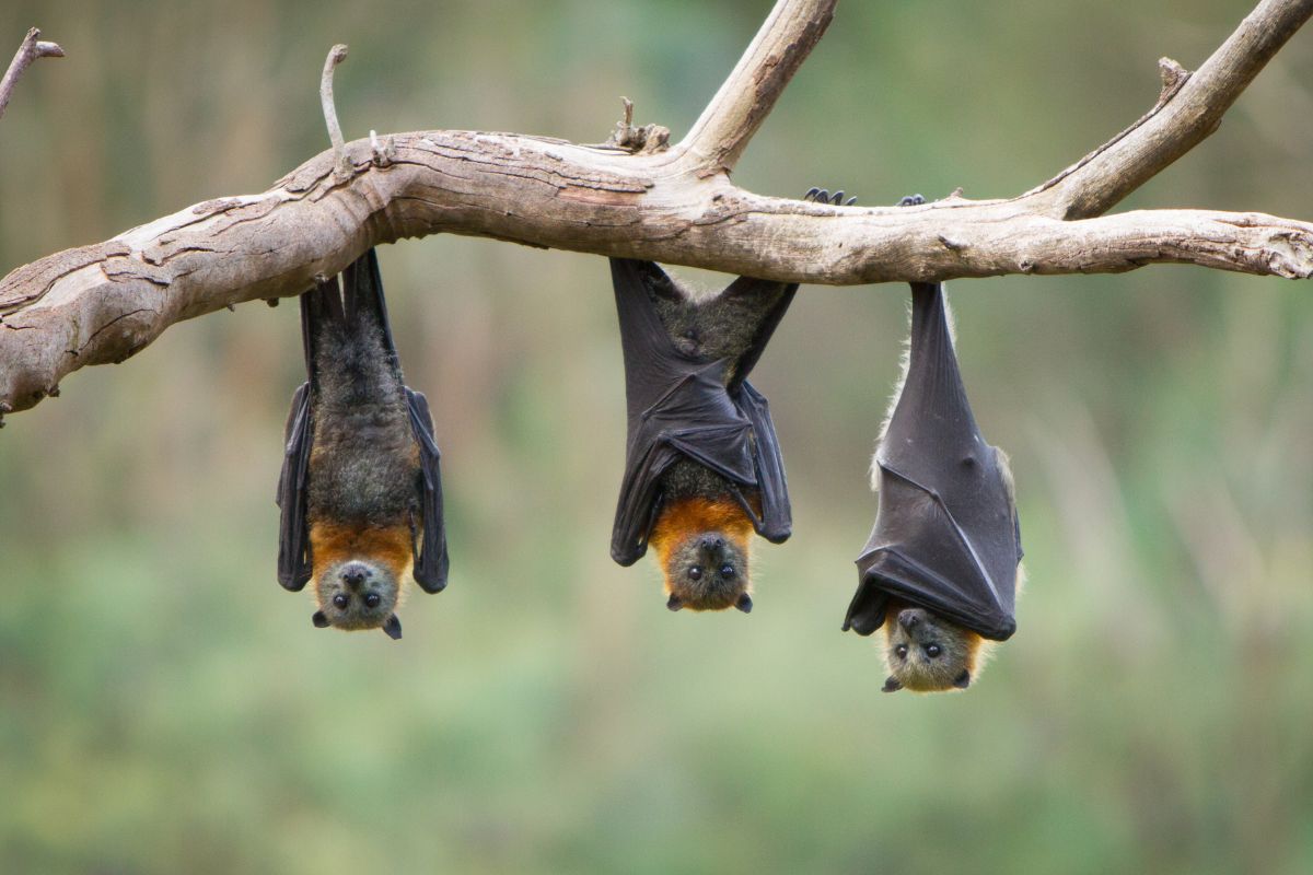 observation chauves souris thailande