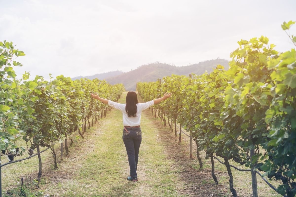 vignobles thailandais