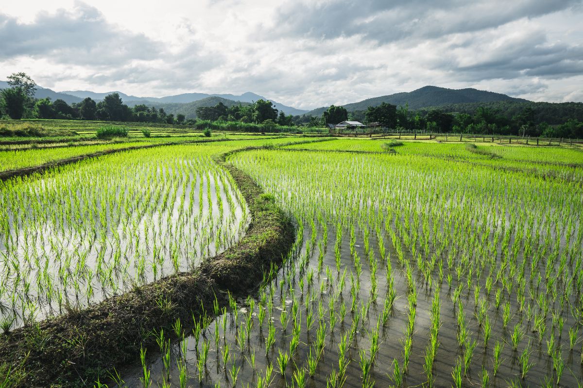 rizieres thailande